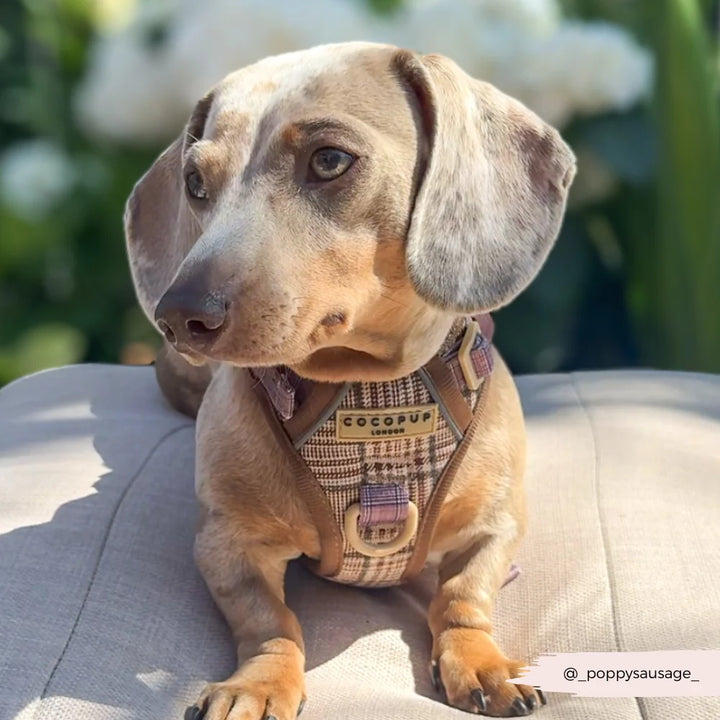 Entdecken Sie das Cocopup Geschirr - Mocha Flower