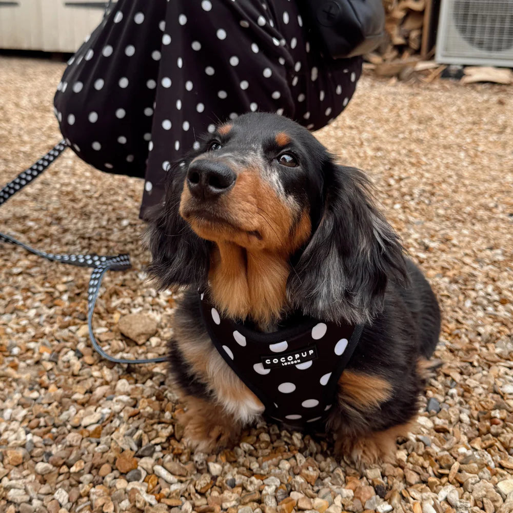 Nastavitelný postroj Cocopup - Satin Polka Dot