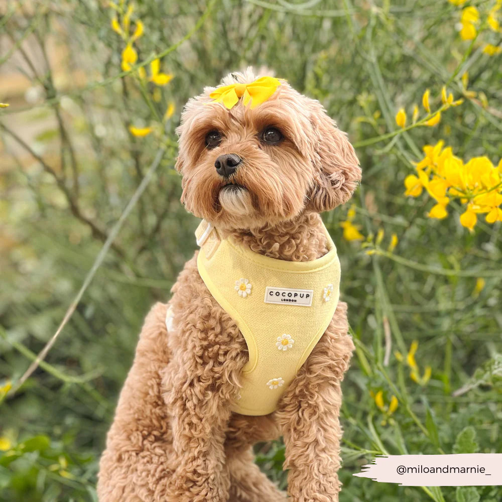 Nastavitelný postroj Cocopup - Buttercup Pup