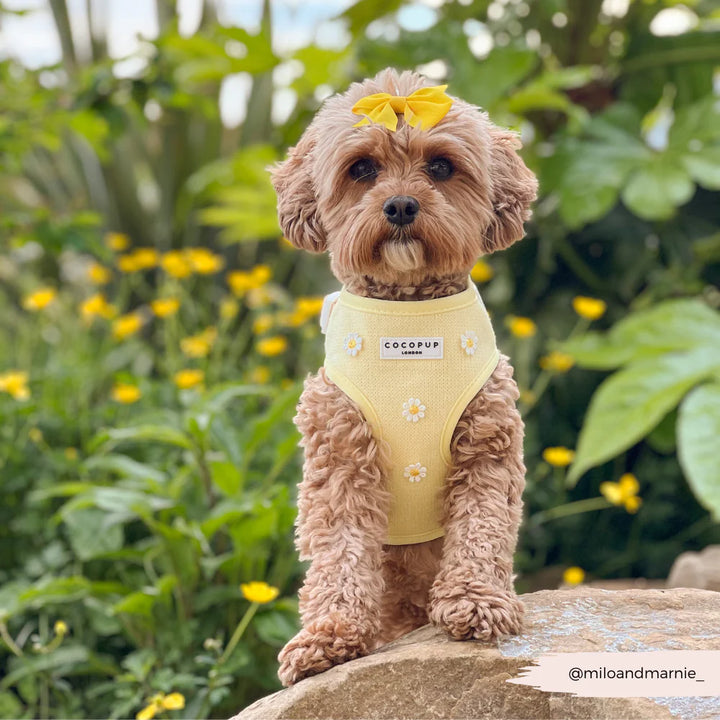 Nastavitelný postroj Cocopup - Buttercup Pup