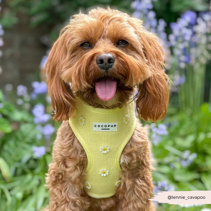 Nastavitelný postroj Cocopup - Buttercup Pup