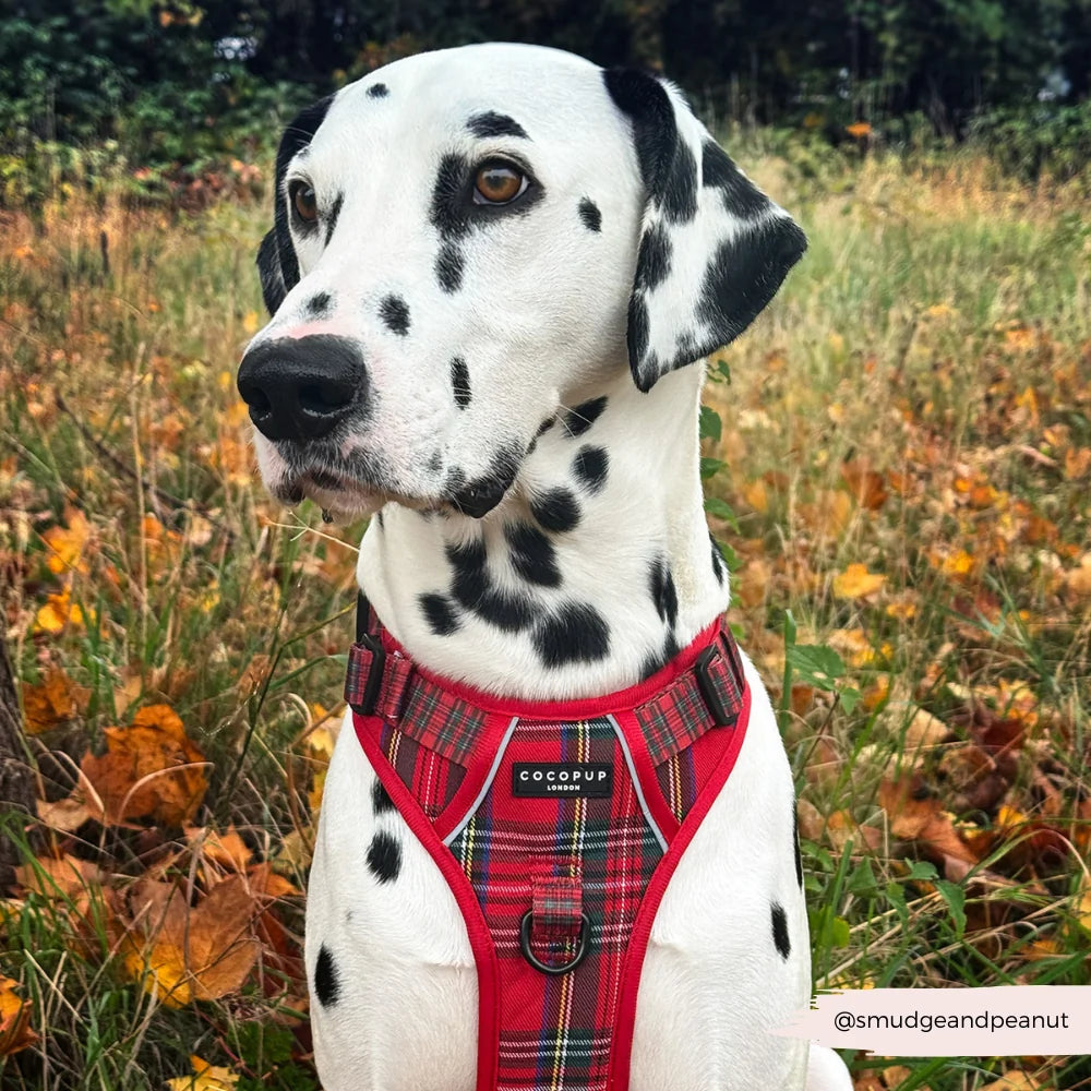 Explore postroj Cocopup - Tartan