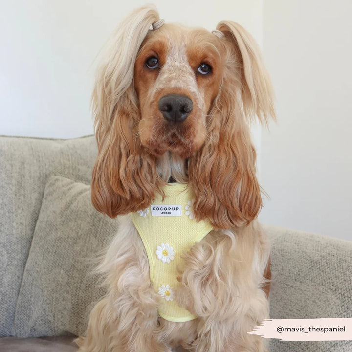 Nastavitelný postroj Cocopup - Buttercup Pup