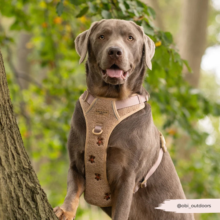 Entdecken Sie das Cocopup Geschirr - Mocha Flower
