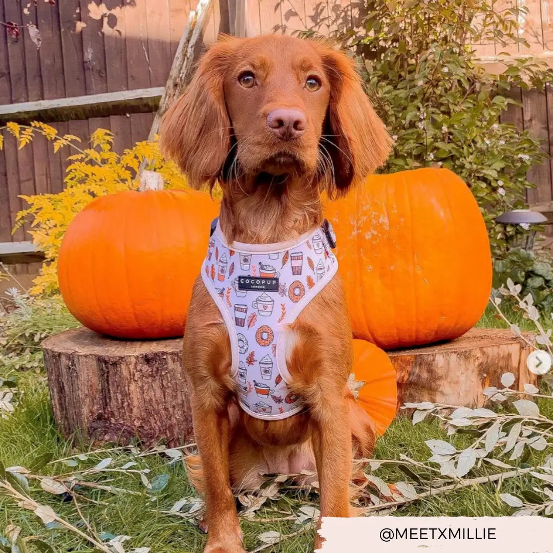 Cocopup Adjustable Harness - Autumn Puppuccino