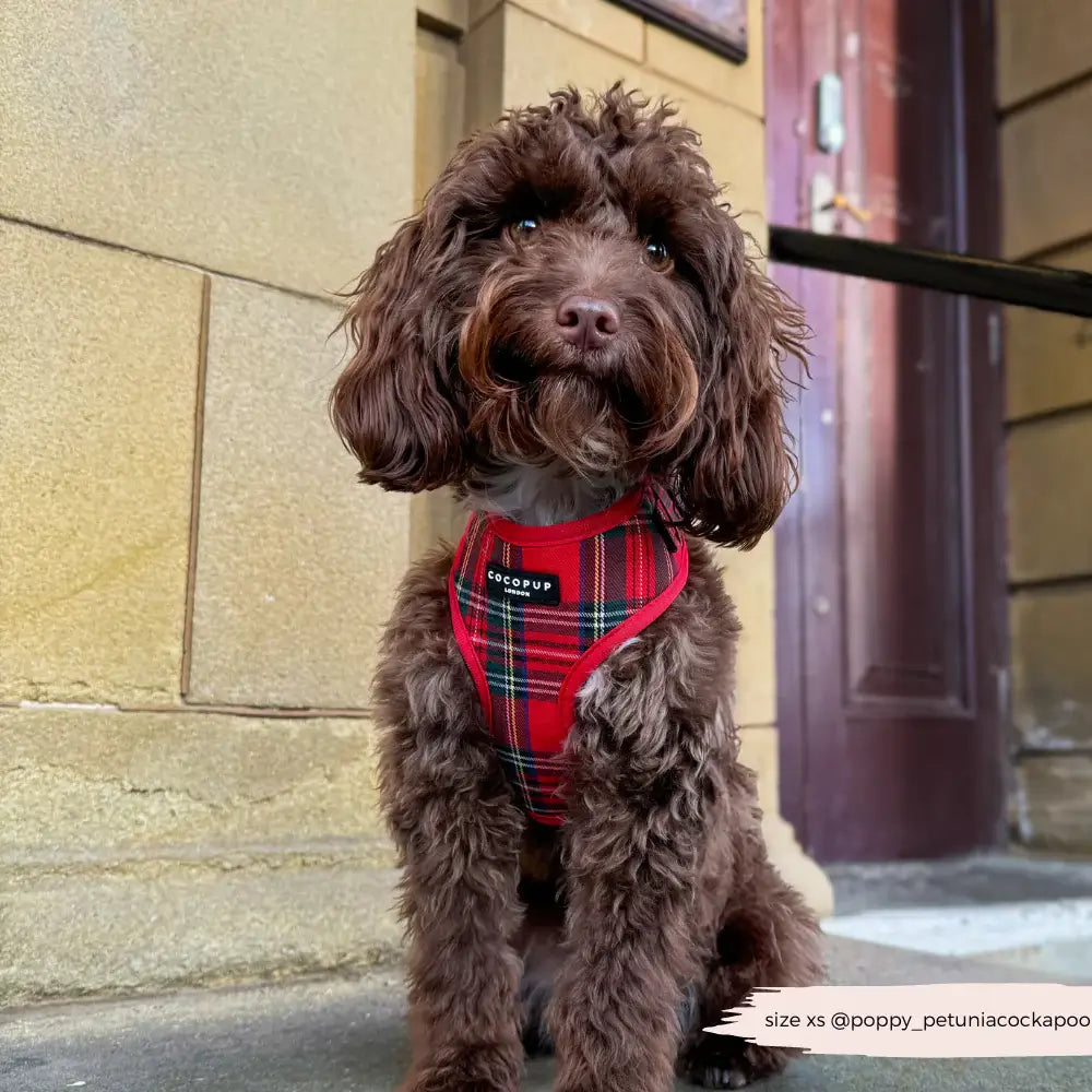 Nastavitelný postroj Cocopup - Tartan