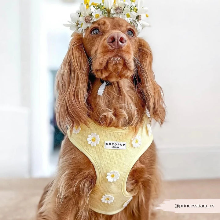 Nastavitelný postroj Cocopup - Buttercup Pup
