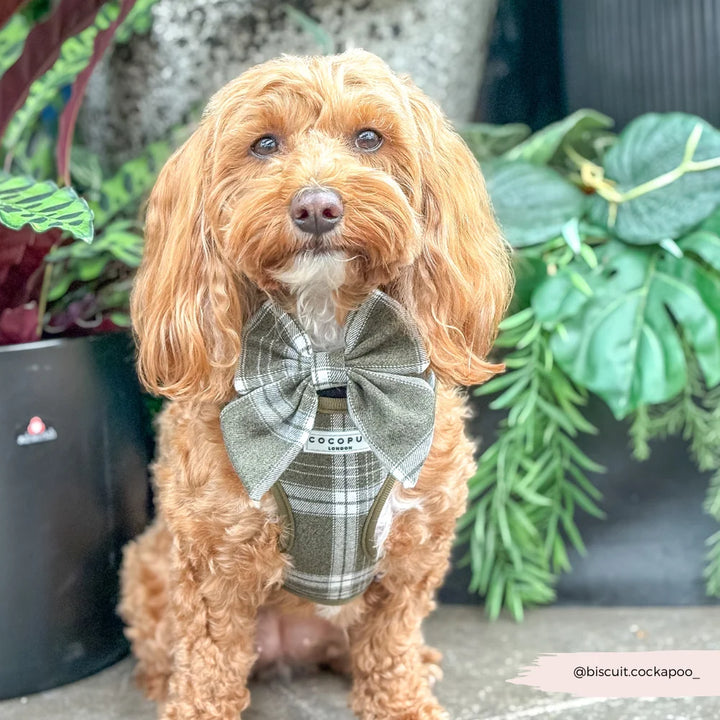 Cocopup Fliege - Pup Plaid Sailor