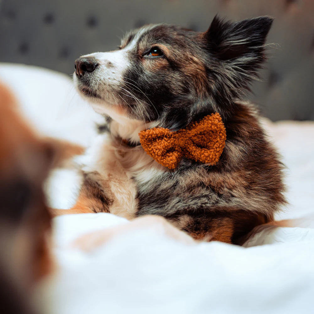 Cocopup Bow Tie - Teddy Paddington 
