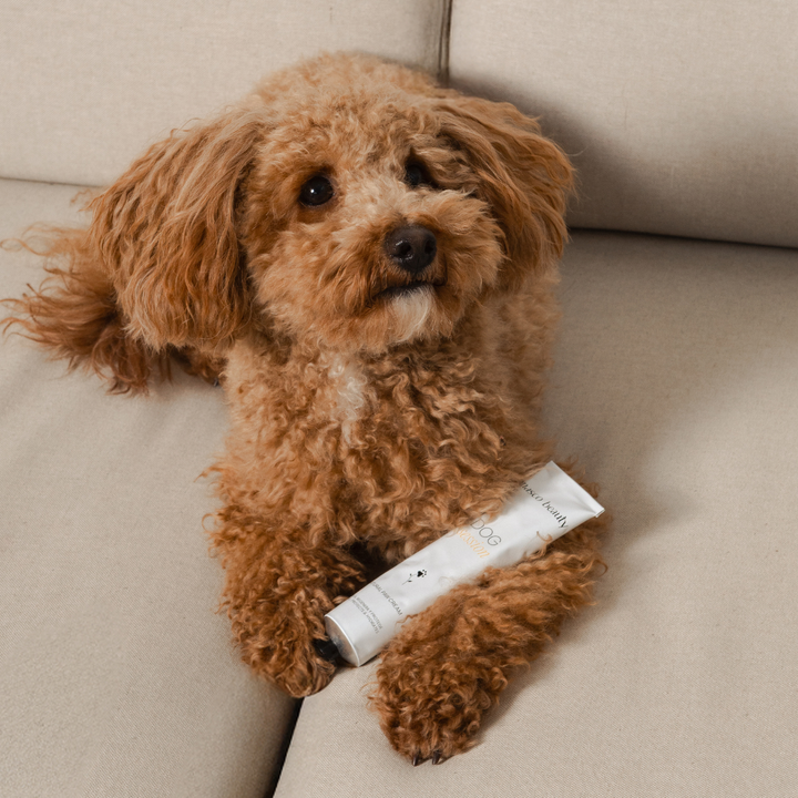 Paw Care – ochranná pěna na tlapky