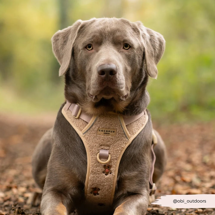 Entdecken Sie das Cocopup Geschirr - Mocha Flower