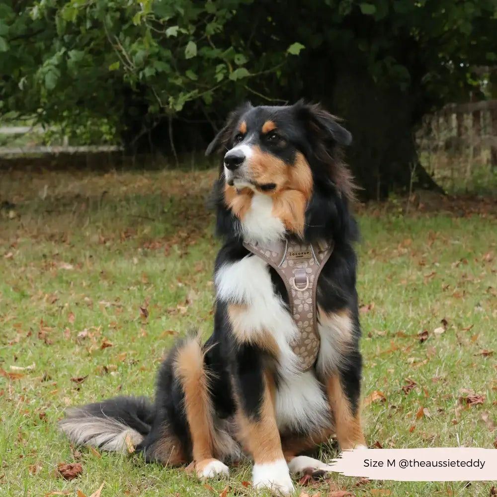 Explore harness Cocopup - Mocha Flower