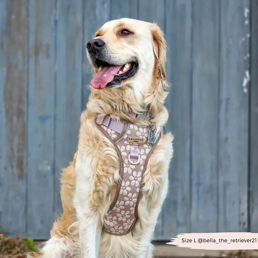 Explore harness Cocopup - Mocha Flower