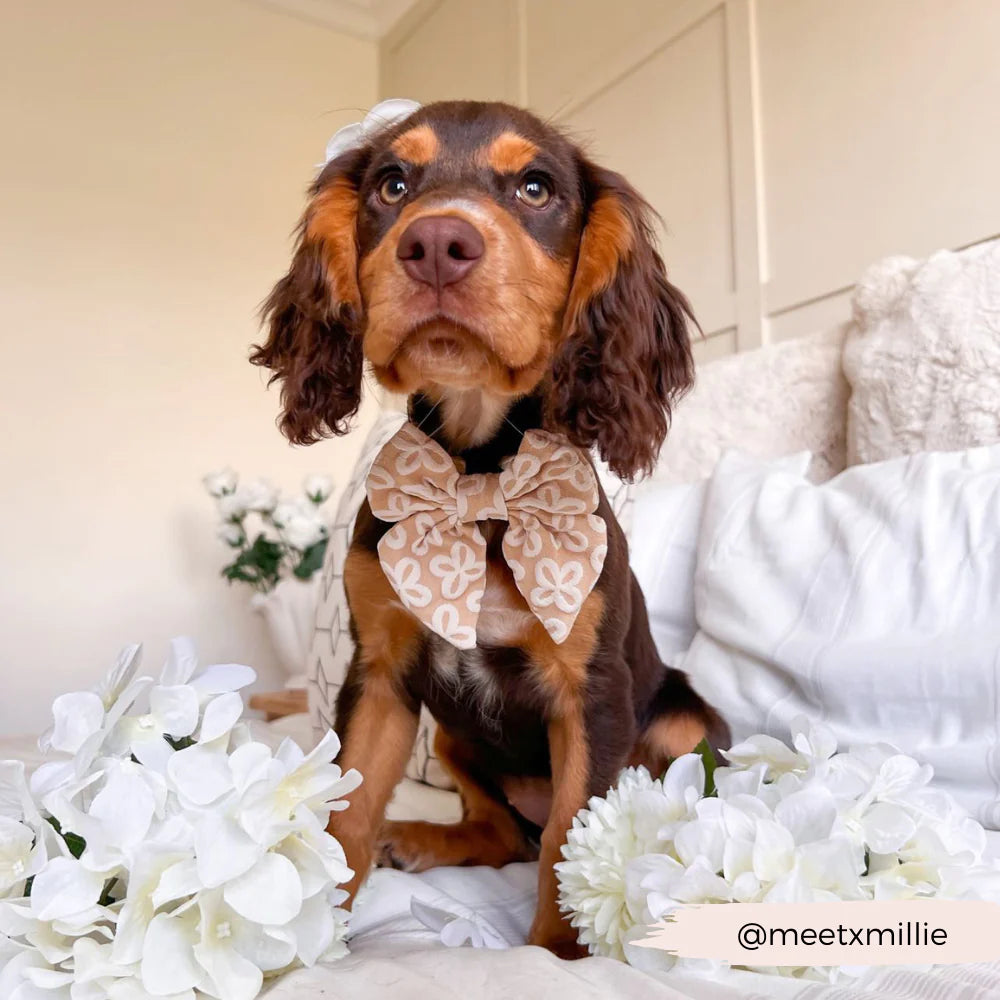 Motýlek Cocopup - Luxe Mocha Flower Sailor