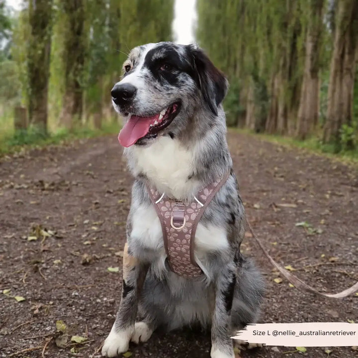 Explore harness Cocopup - Mocha Flower