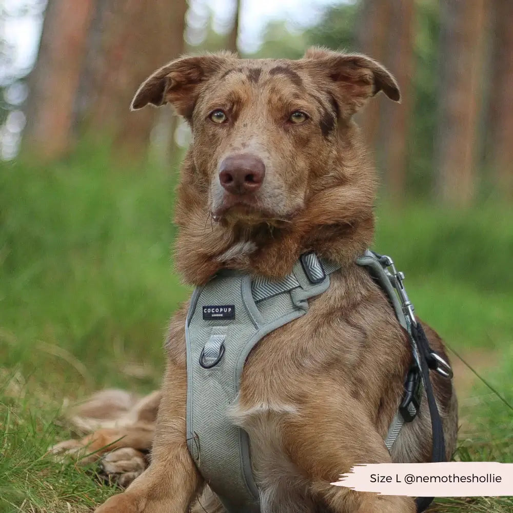 Explore harness Cocopup - Tweed Sage