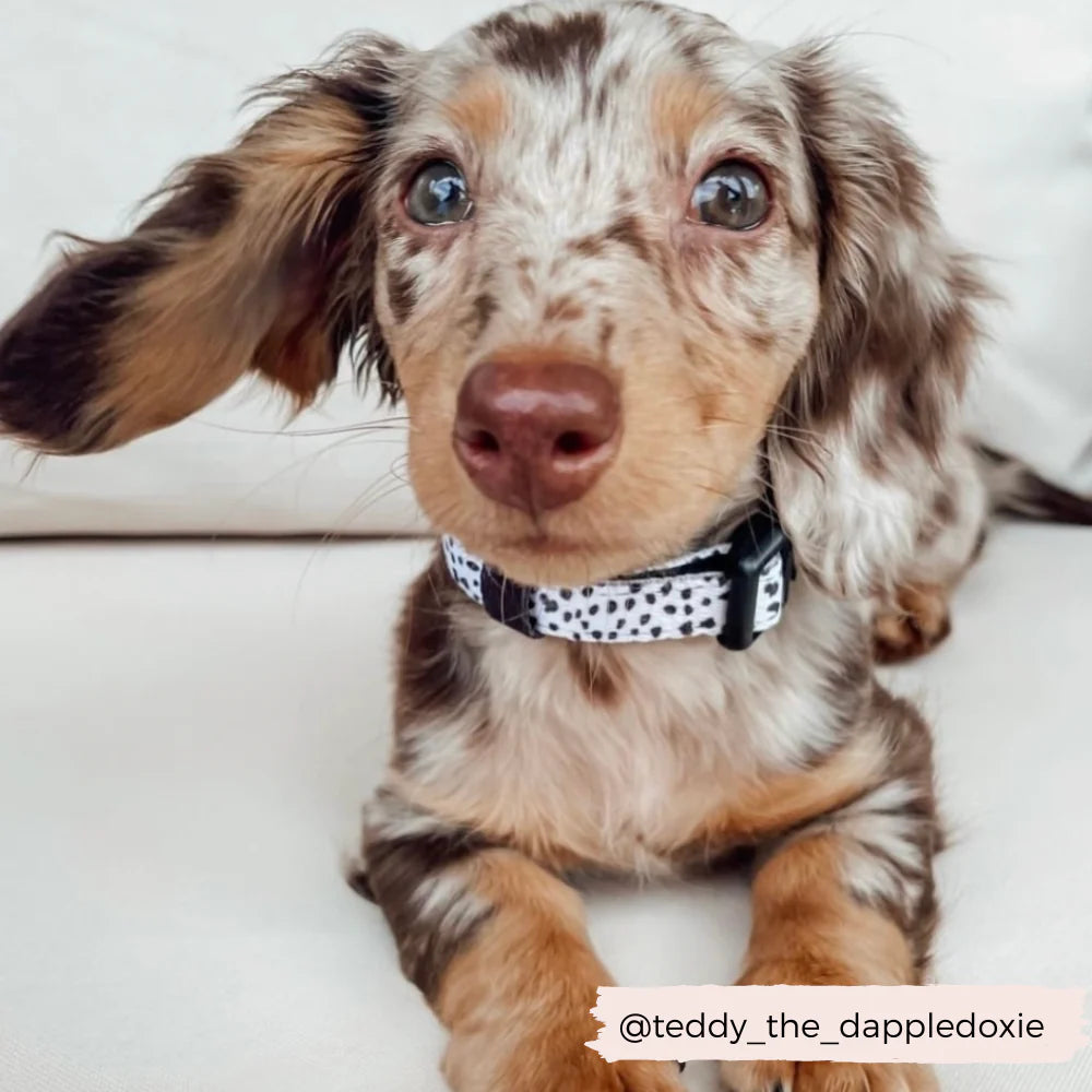 Cocopup Collar - Monochrome Spots