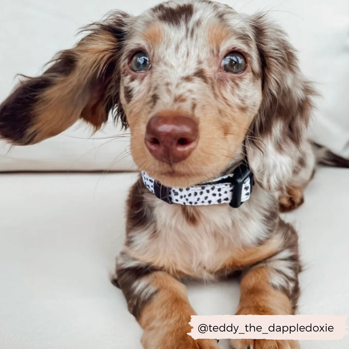 Cocopup Collar - Monochrome Spots