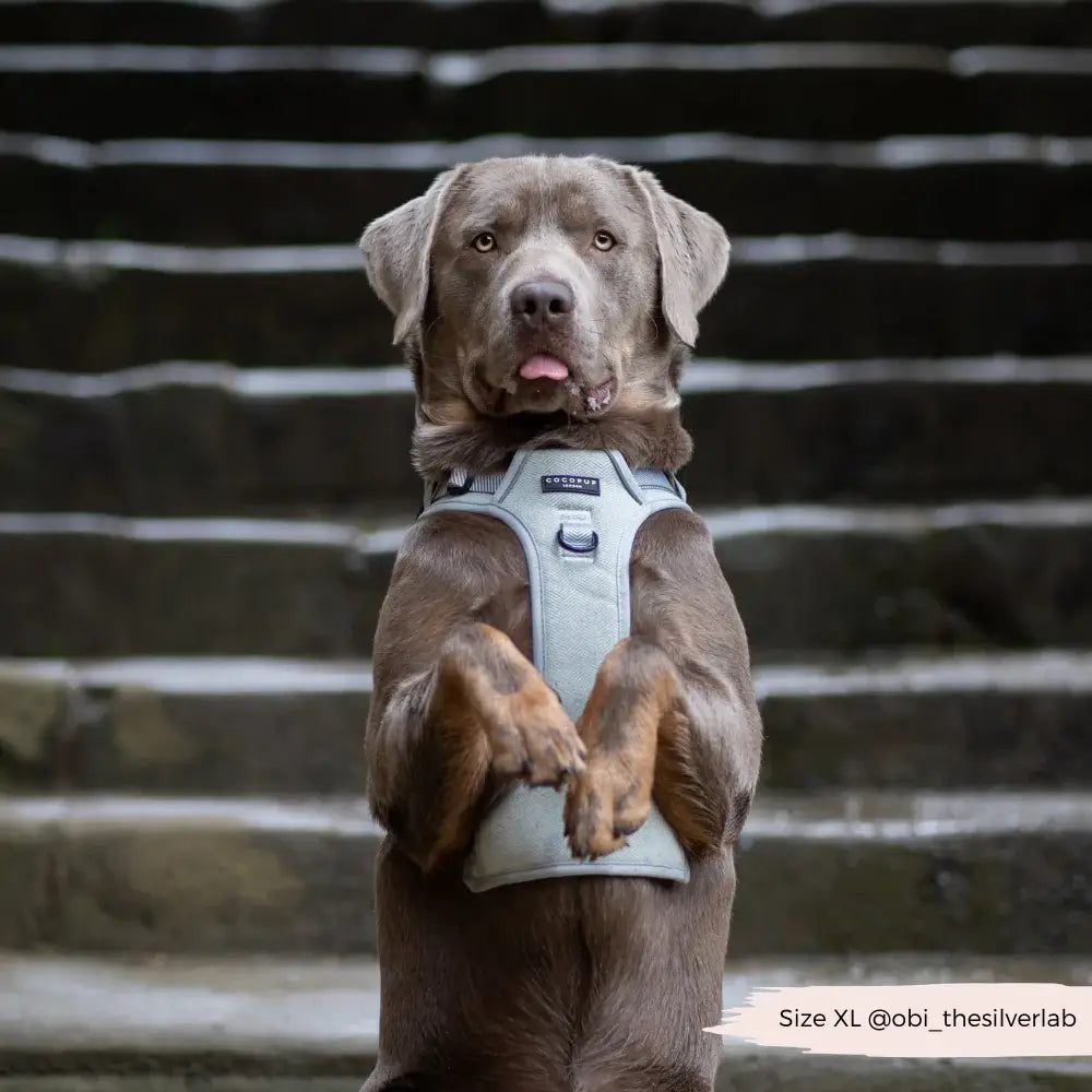 Explore harness Cocopup - Tweed Sage