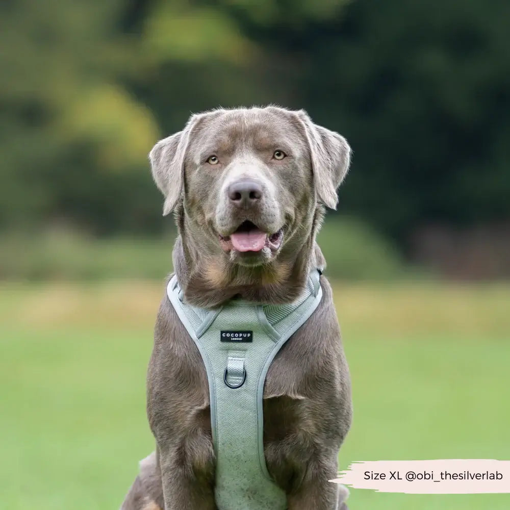Explore harness Cocopup - Tweed Sage