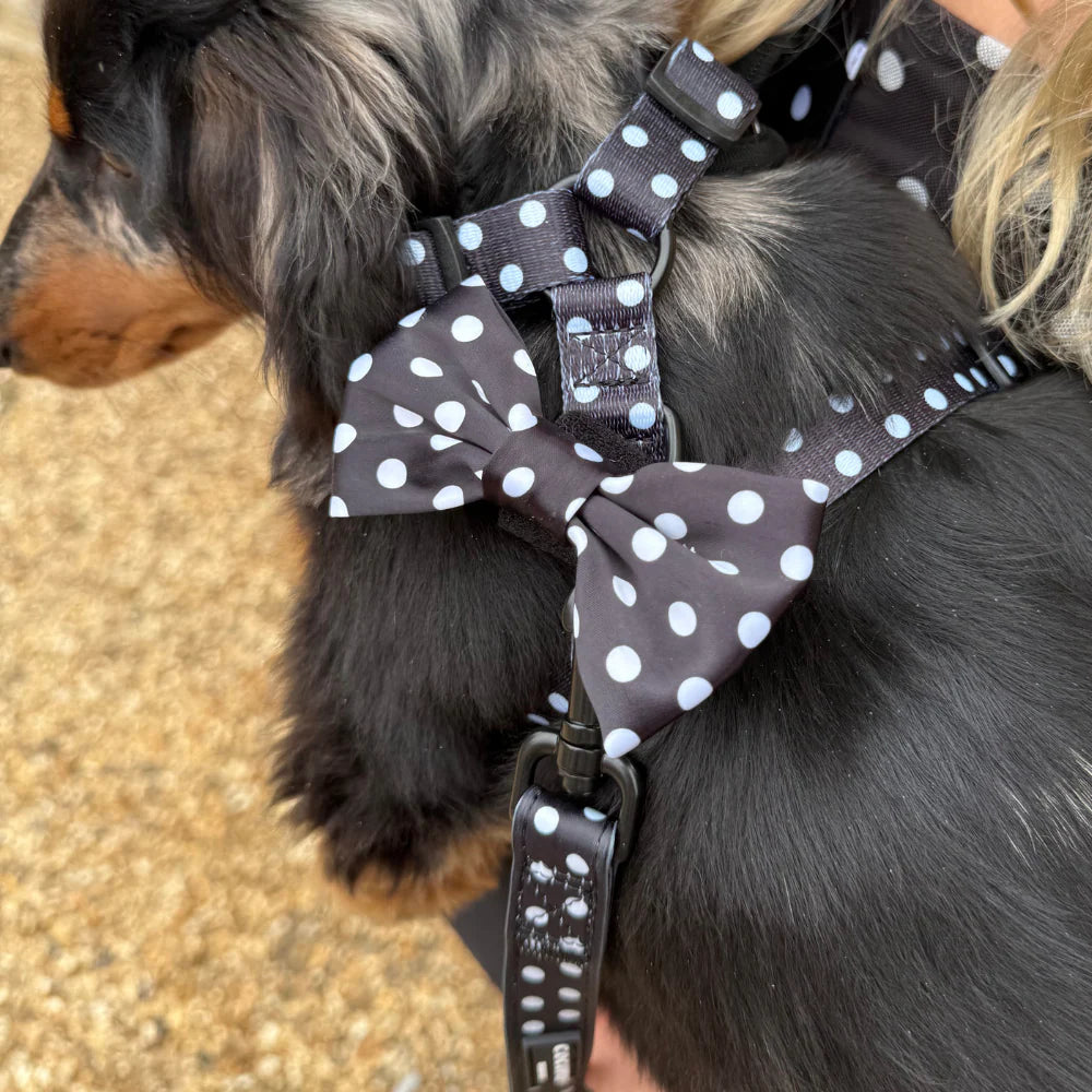Motýlek Cocopup - Satin Polka Dot