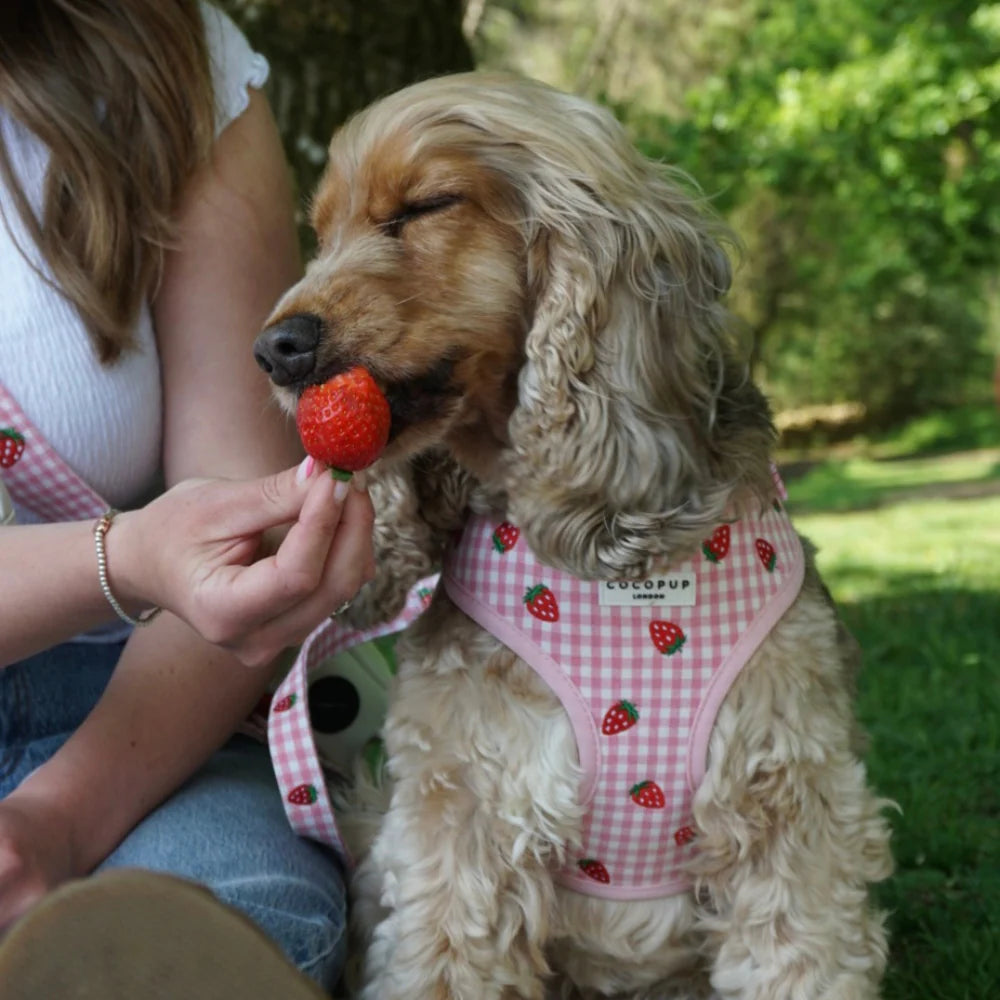 Nastavitelný postroj Cocopup - Strawberry picnic