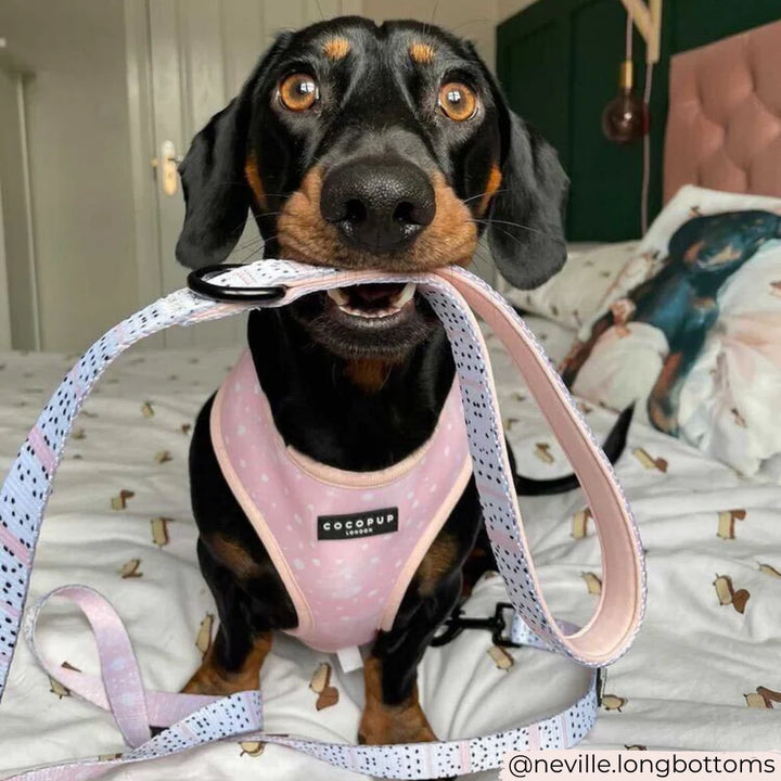 Leash Cocopup - Pink Dalmatian