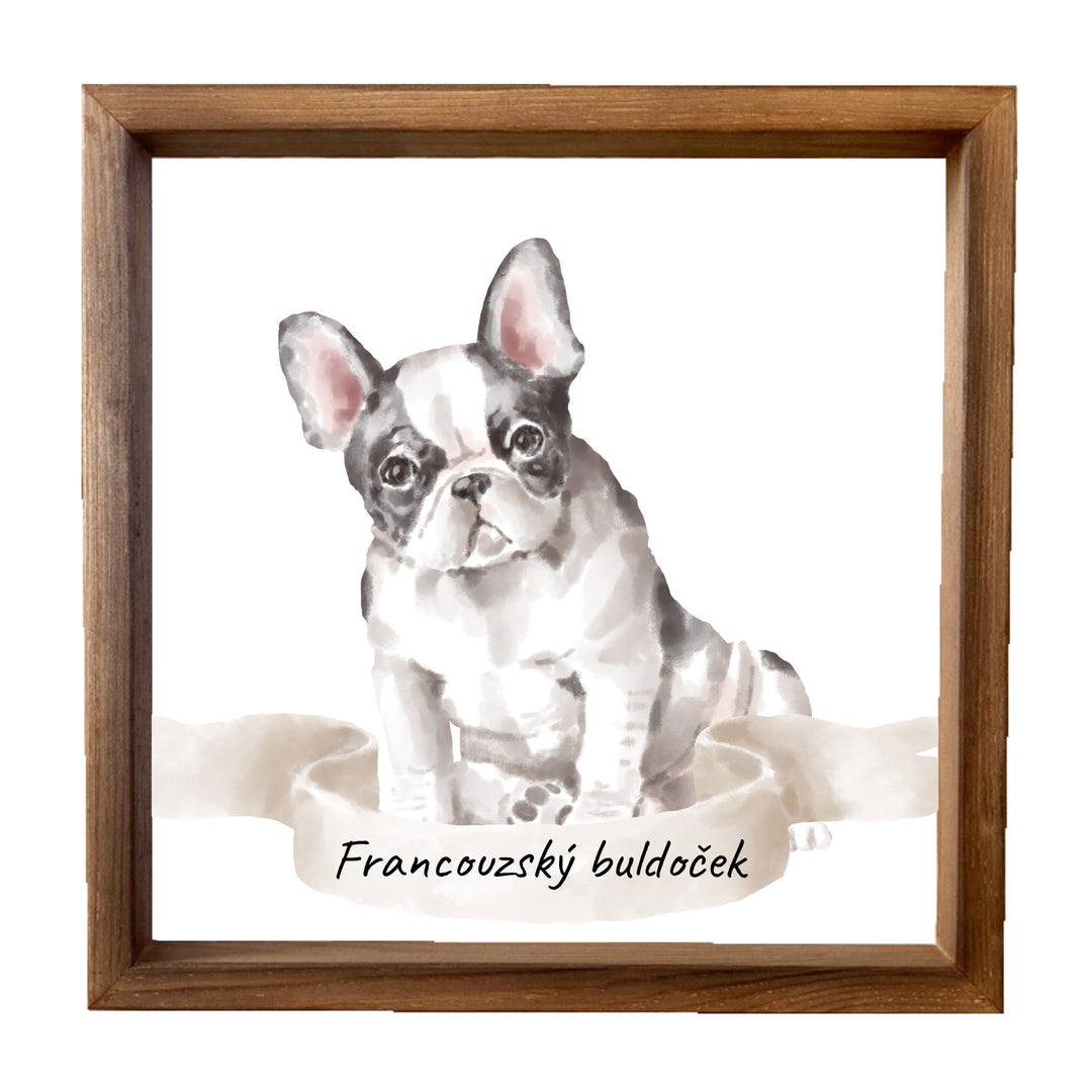 Dřevěný obraz 33x33cm - Francouzský buldoček