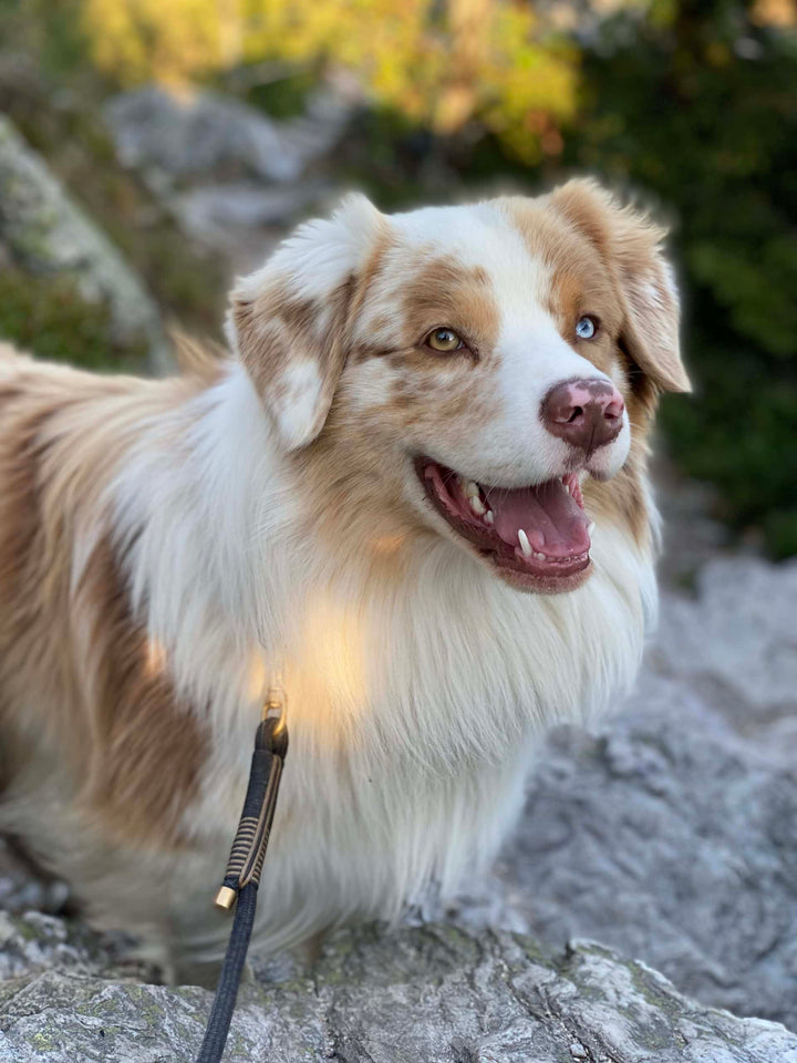 Maison Black dog leash