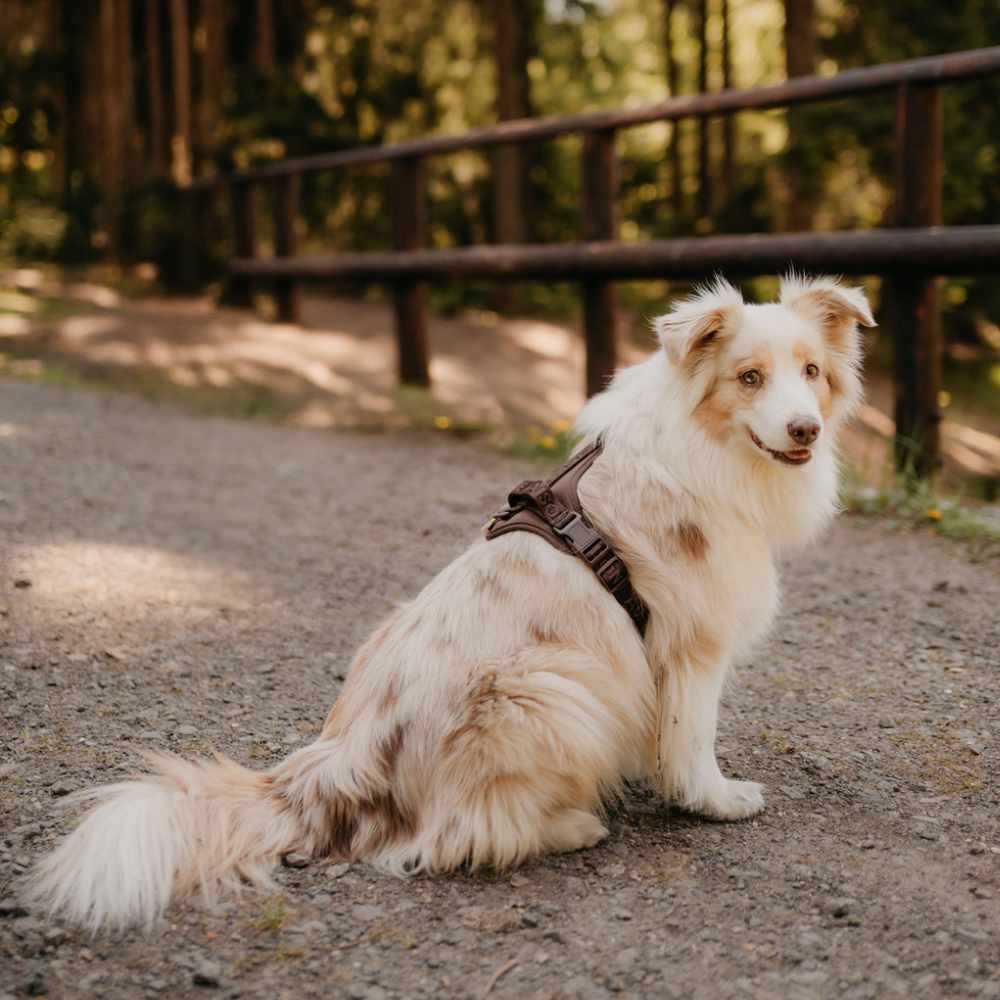 Adventure postroj Brownie