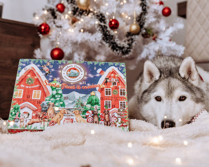 Adventní kalendář pro psy Cooka’s Cookies a husky pod stromkem