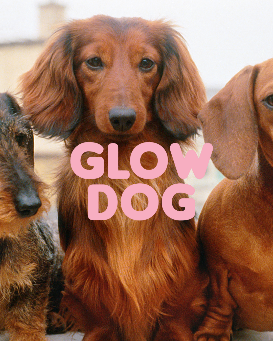 Glow Dog 2v1 – vitaminový šampon &amp; kondicionér
