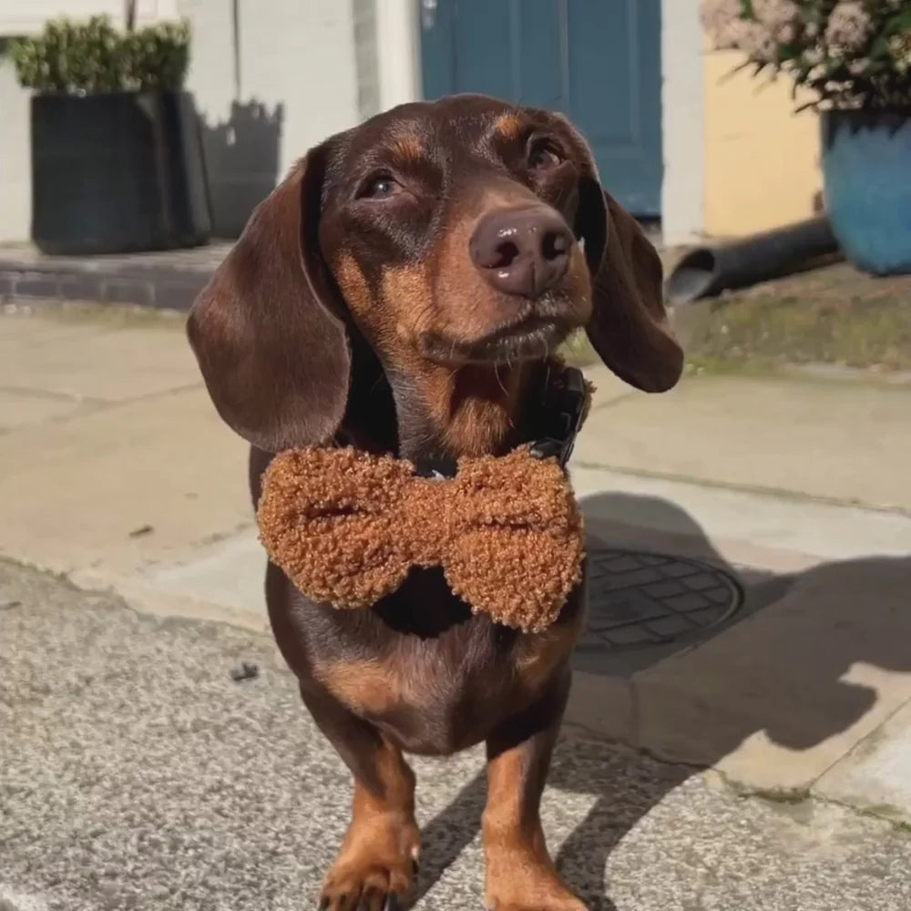 Cocopup Bow Tie - Teddy Paddington 