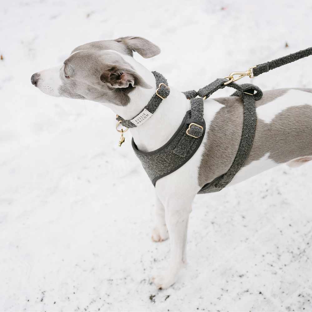 Adjustable harness - Graphite Bouclé