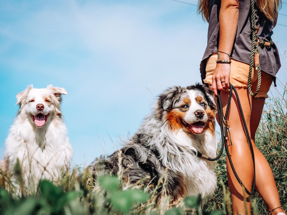 Maison Black dog leash