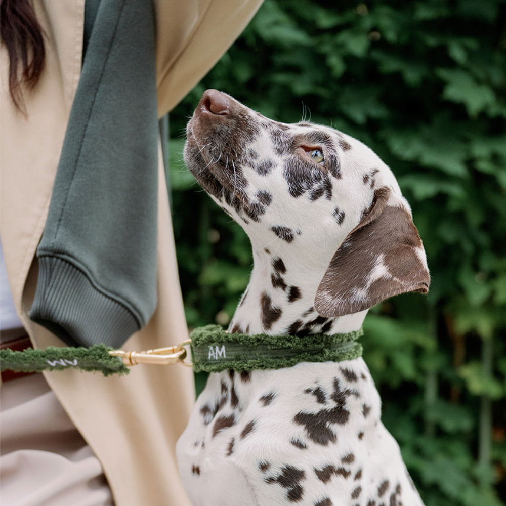 Dalmatin v manšestrovém obojku Khaki Cord Crush