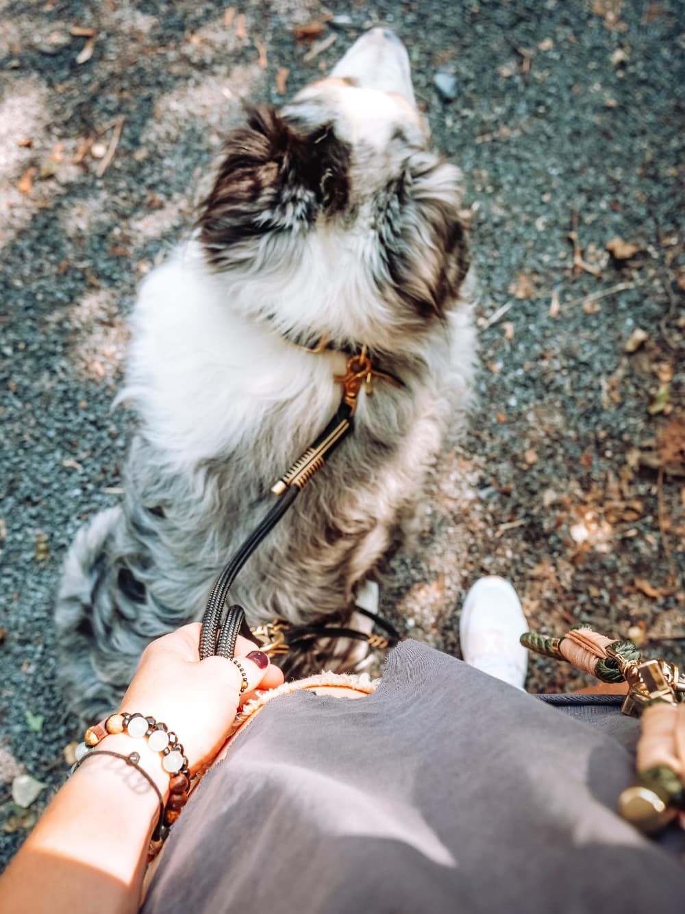 Maison Black dog leash
