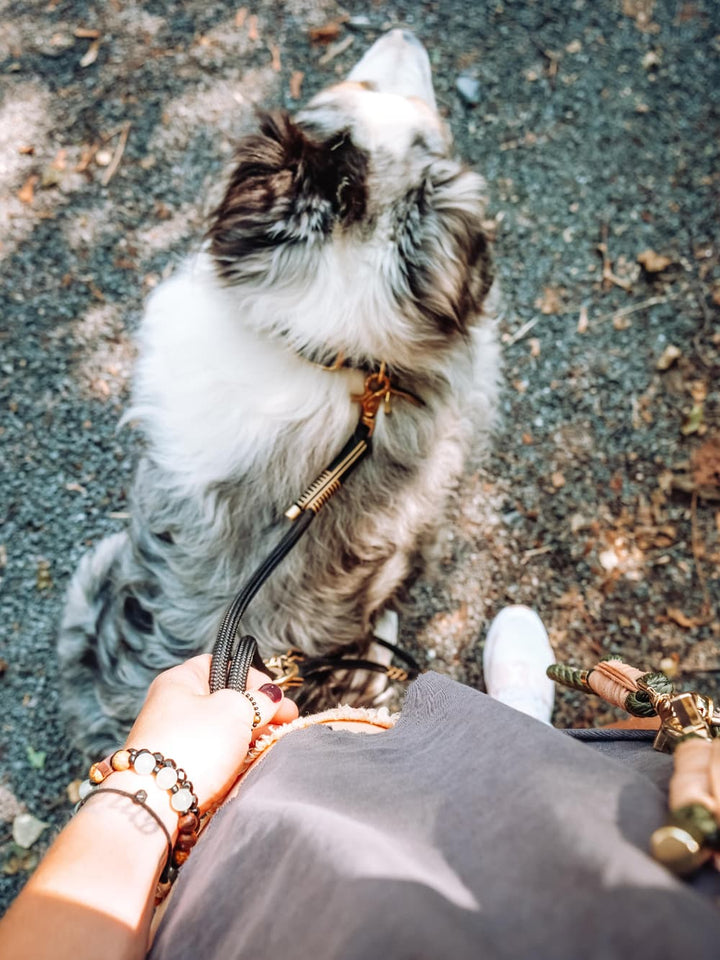 Maison Black dog leash