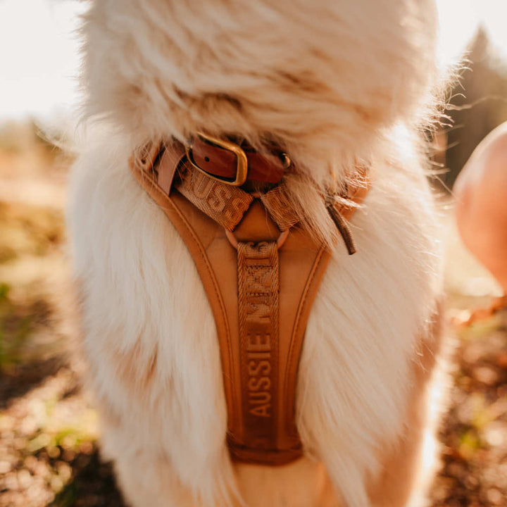 Adventure postroj Caramel