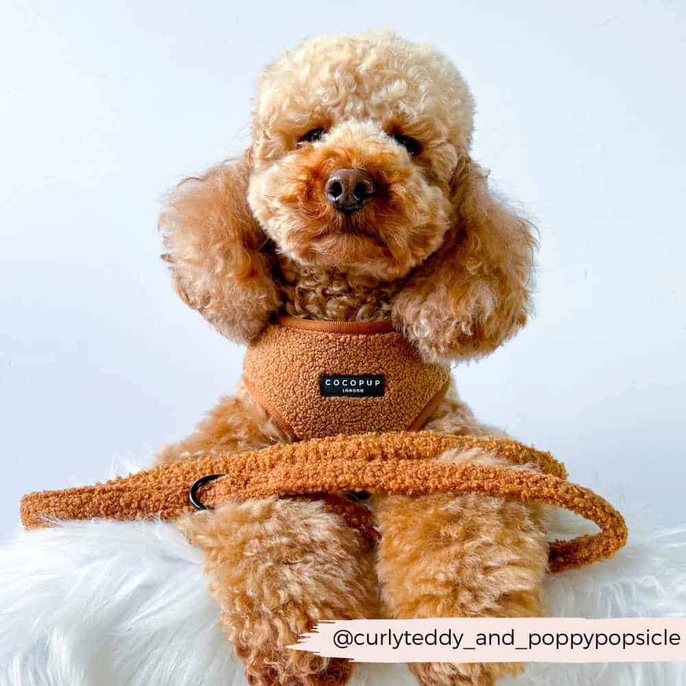 Cocopup leash - Teddy Paddington