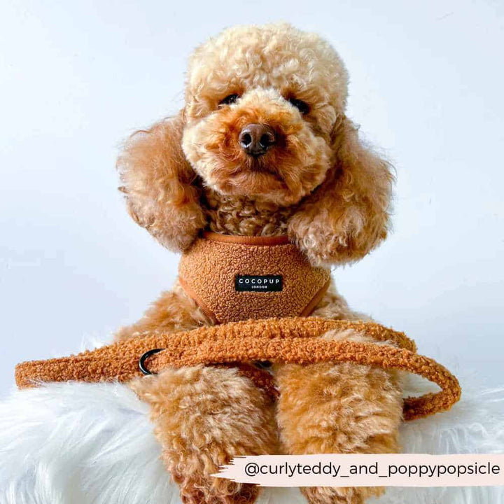 Cocopup leash - Teddy Paddington