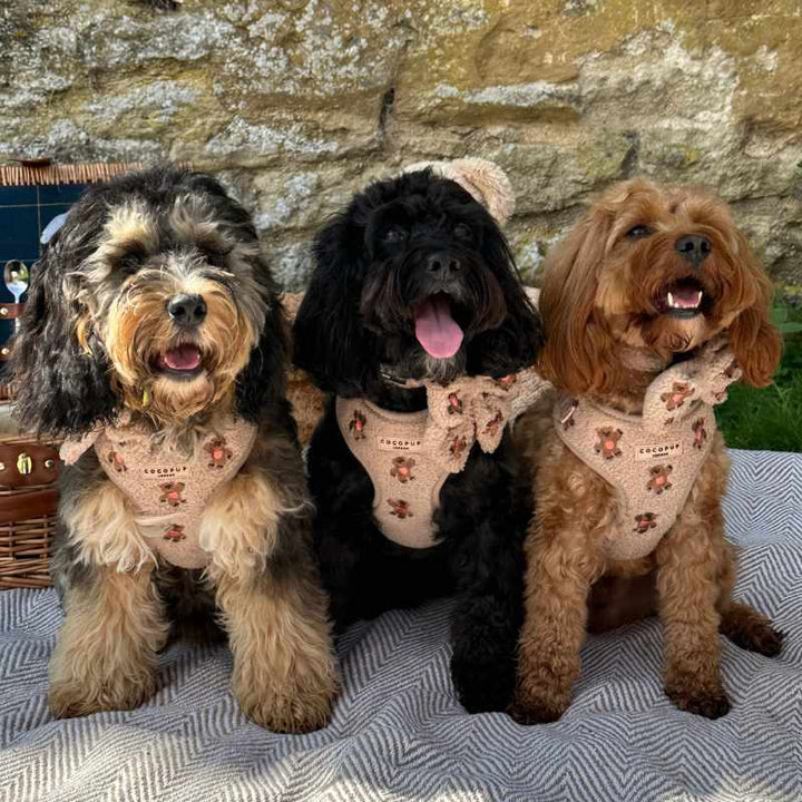 Motýlek Cocopup - Teddy Rupert Sailor- Theo