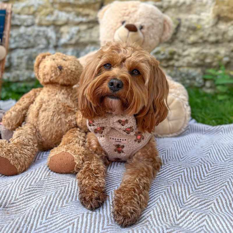 Motýlek Cocopup - Teddy Rupert - Theo