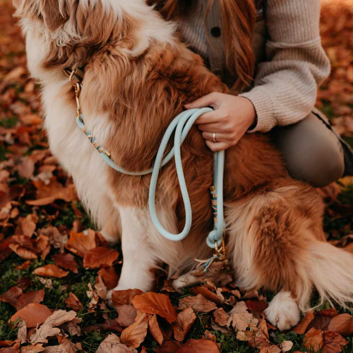 Dog leash Baby Blue