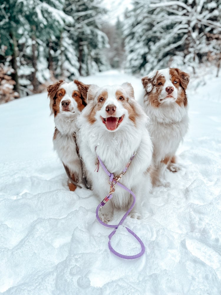 Dog leash Violet