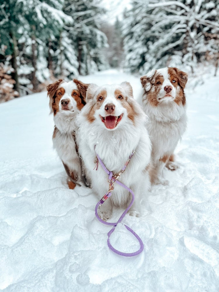 Dog leash Violet
