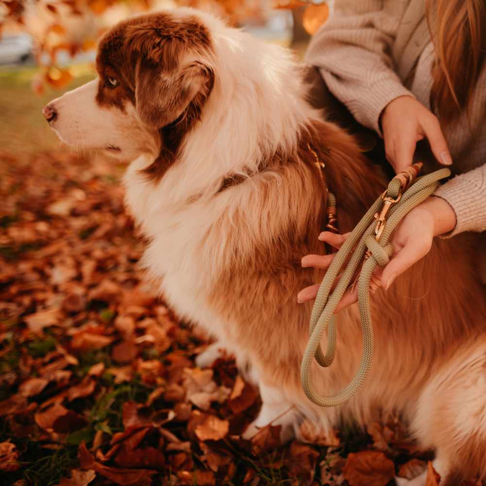 Guacamole dog leash
